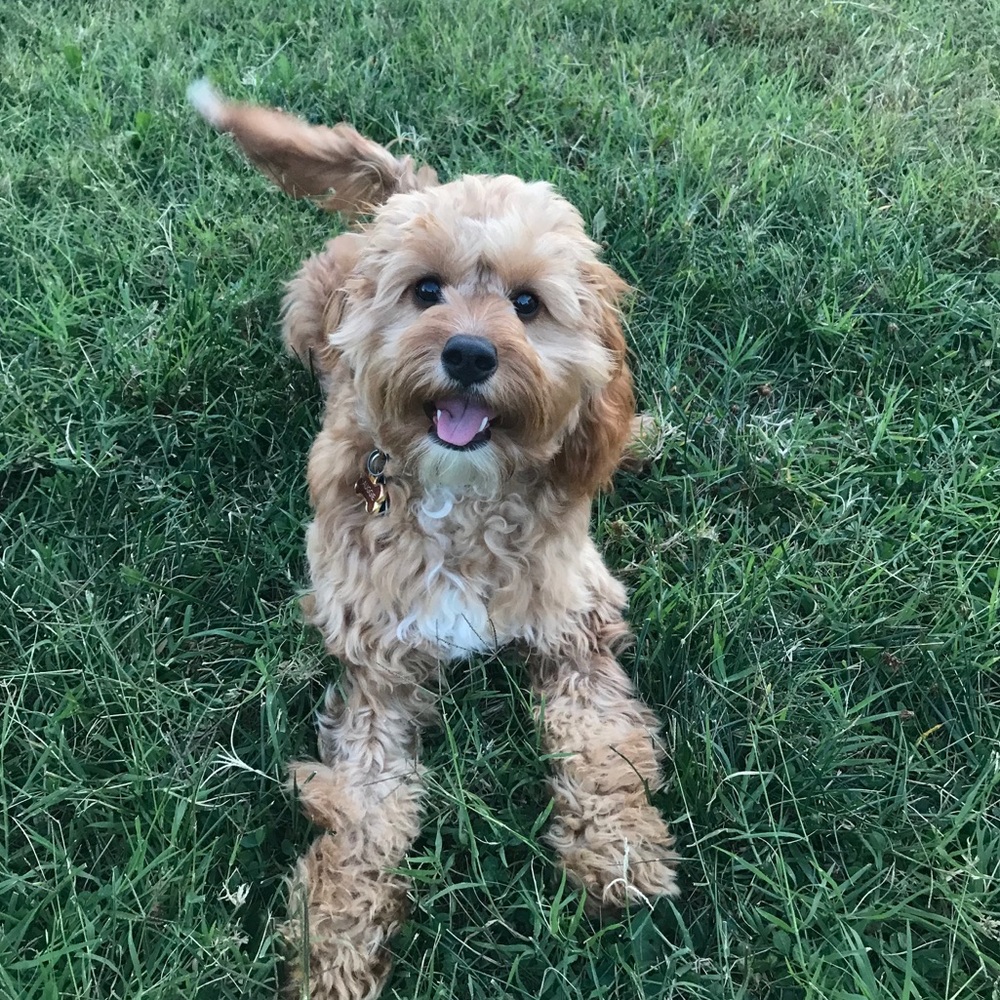 Meet your Posher, Kelly